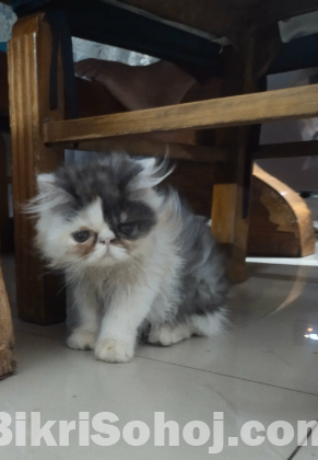Exotic Male Cat